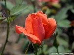 Corallovy Surprise-3.jpg